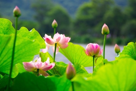 【夢幻蘇杭】蘇州+杭州+上海純玩品質四日游烏鎮西柵、留園、純凈純玩